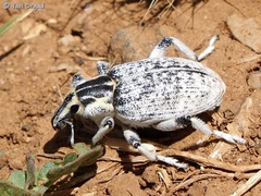 Menecleonus kosswigi