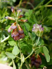 Trifolium grandiflorum