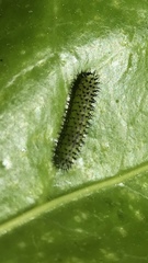 Blennocampini