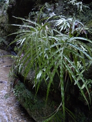 Pteris parkeri