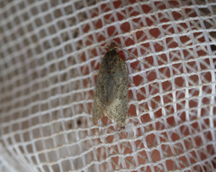 Clepsis senecionana