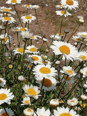 Leucanthemum sylvaticum