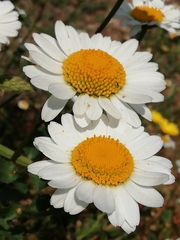 Leucanthemum sylvaticum