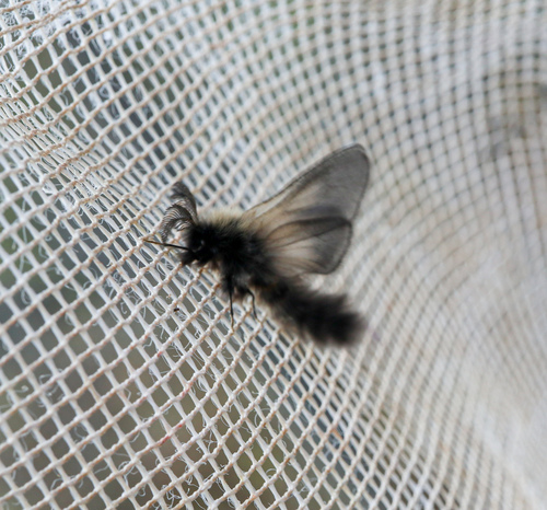 Phalacropterix graslinella