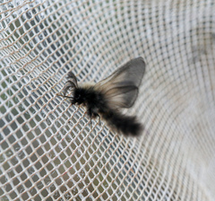 Phalacropterix graslinella