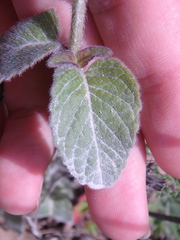 Clinopodium caucasicum