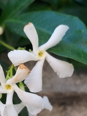 Trachelospermum jasminoides
