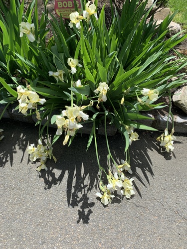 photo of Paperwhite (Narcissus papyraceus)