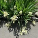 photo of Paperwhite (Narcissus papyraceus)