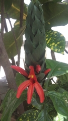 Pachystachys coccinea