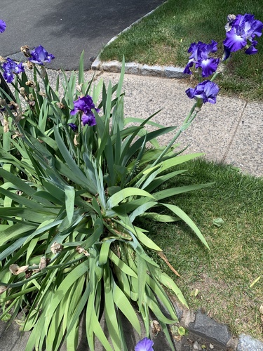 photo of Irises (Iris)