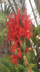 Pachystachys coccinea
