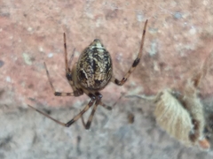 Parasteatoda tepidariorum