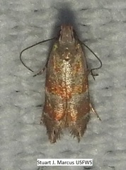 Battaristis vittella