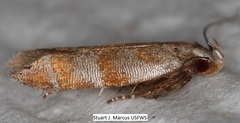 Battaristis vittella