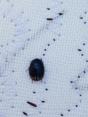 Coleoptera