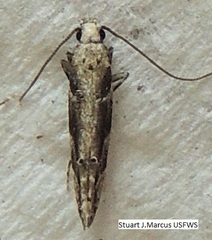 Coleotechnites florae