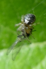 Zygiellinae