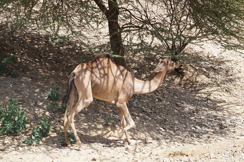 Dromedary Camel