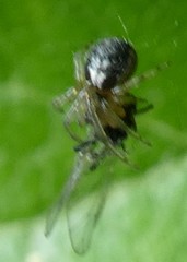 Zygiellinae