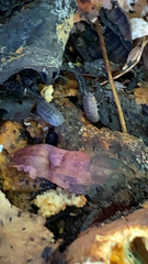 Armadillidium nasatum