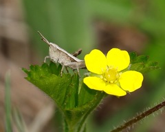 Chloealtis conspersa