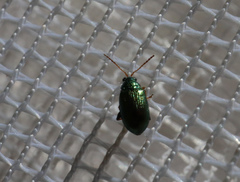Crepidodera fulvicornis
