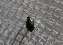 Crepidodera fulvicornis