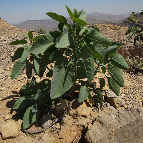 tree tobacco
