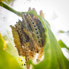 Yponomeuta evonymella