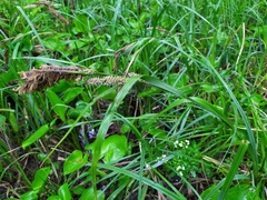 Carex riparia