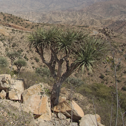 Gabal Elba dragon tree (Dracaena ombet)
