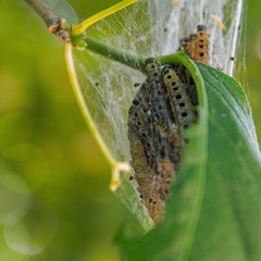 Yponomeuta evonymella