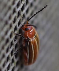 Disonycha conjugata