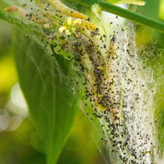 Yponomeuta evonymella