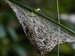 Yponomeuta evonymella