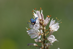 Zygaena lavandulae