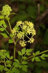 Thaspium chapmanii