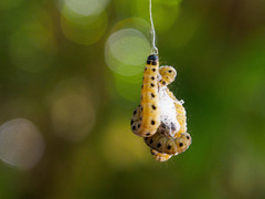 Yponomeuta evonymella