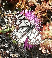 Melanargia ines