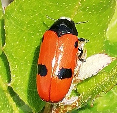 Clytra espanoli
