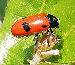 Clytra espanoli