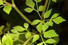 Thaspium chapmanii