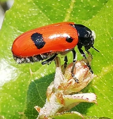 Clytra espanoli