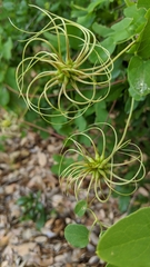 Clematis texensis