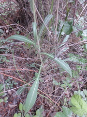 Pseudopodospermum strictum