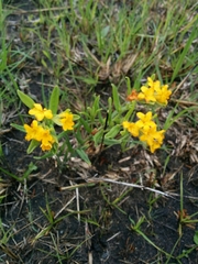 Lithospermum canescens
