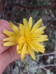 Pseudopodospermum strictum