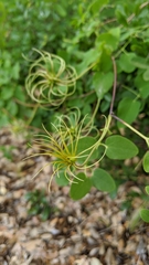 Clematis texensis