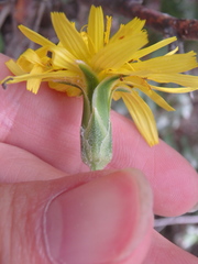 Pseudopodospermum strictum